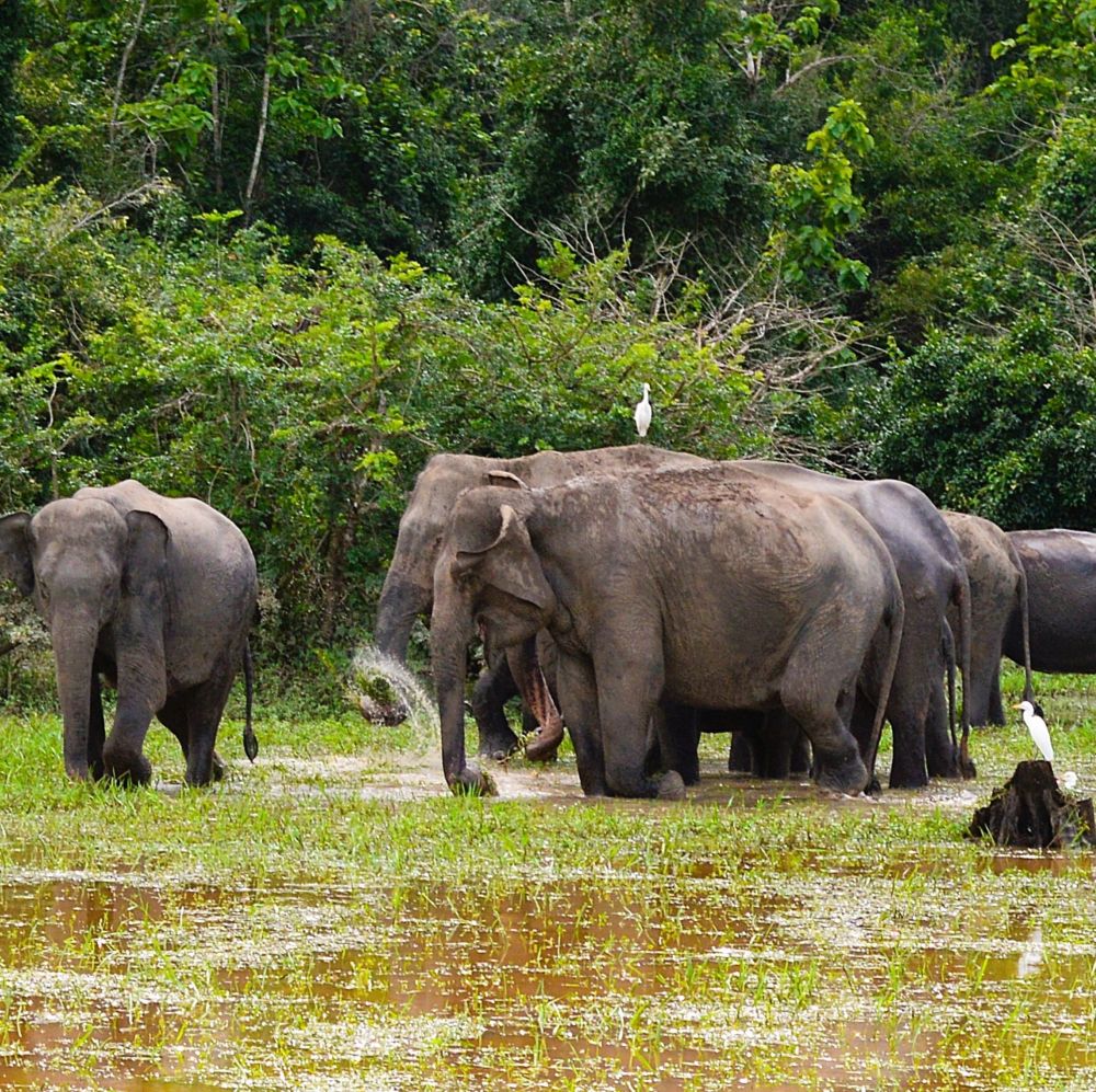 Elephants